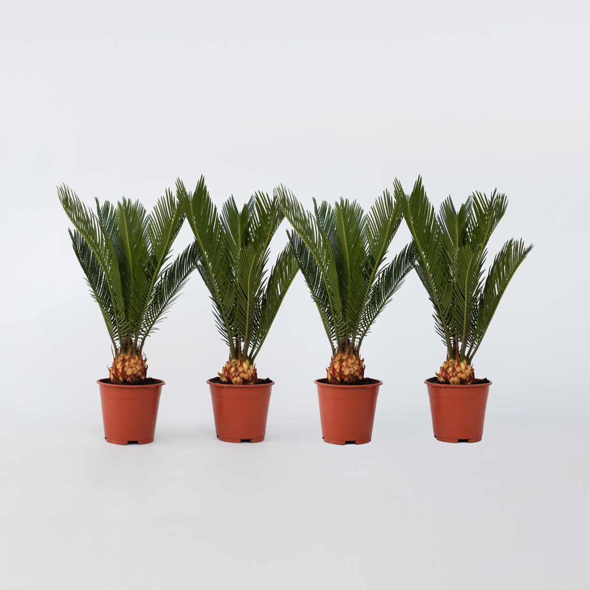 Garden Palms Sago Palm - Set Om 4 - Cycas Revoluta - Höjd 45-60Cm - ⌀15Cm