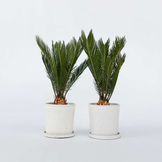 Florastore Sago Palm - Set Om 2 - Cycas Revoluta - Höjd 45-60Cm - ⌀15Cm
