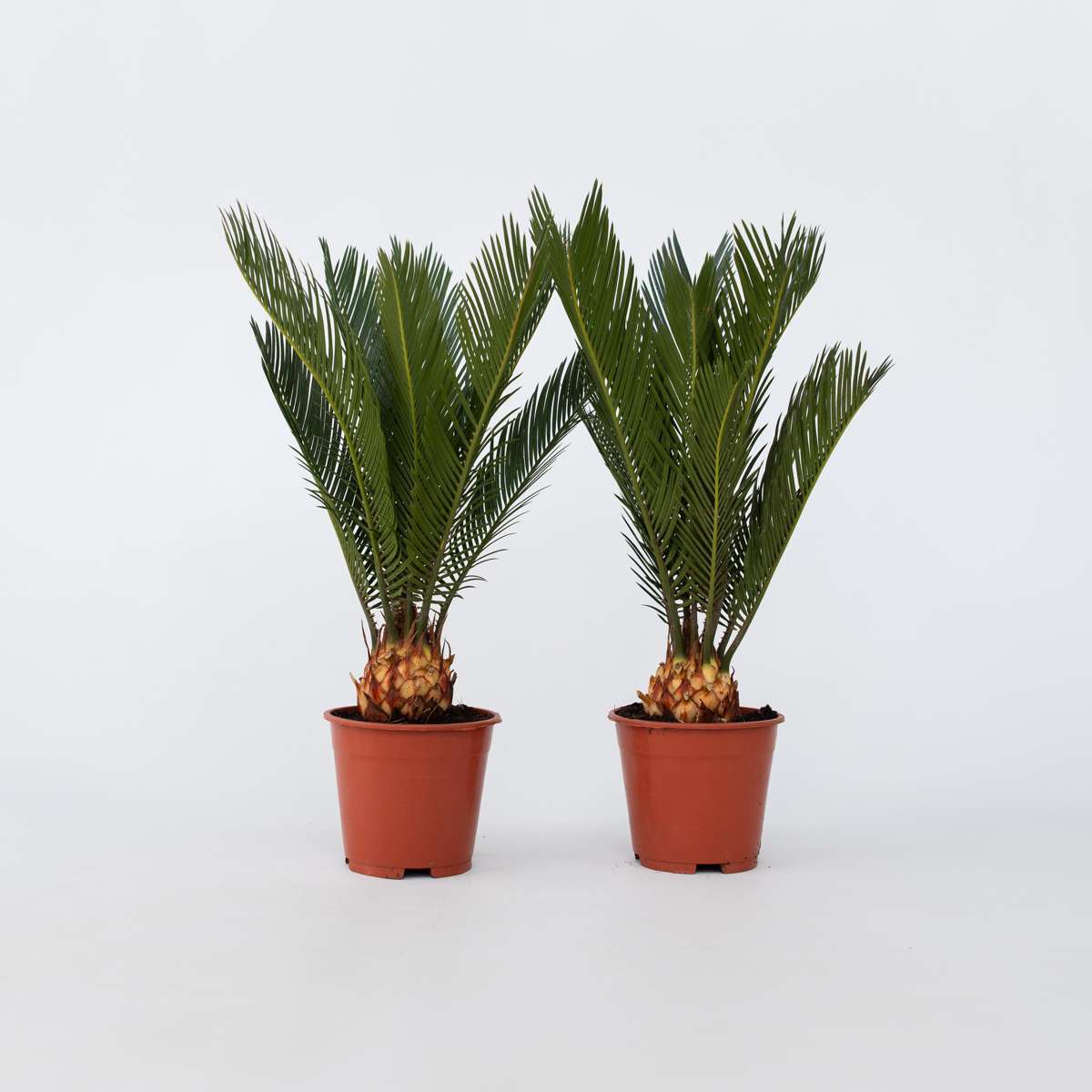 Out Of Category Garden Plants Sago Palm - Set Om 2 - Cycas Revoluta - Höjd 45-60Cm - ⌀15Cm
