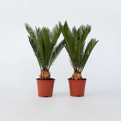 Out Of Category Garden Plants Sago Palm - Set Om 2 - Cycas Revoluta - Höjd 45-60Cm - ⌀15Cm