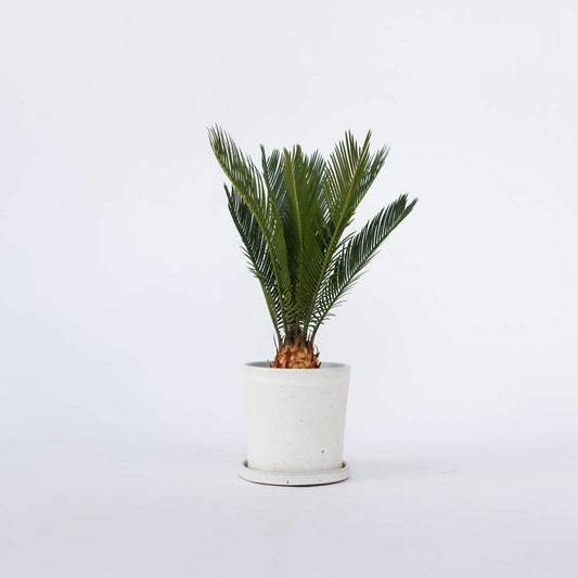 Florastore Sago Palm - Cycas Revoluta - Höjd 45-60Cm - ⌀15Cm