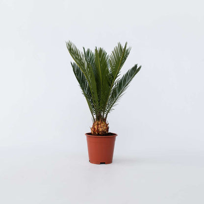 Garden Palms Sago Palm - Cycas Revoluta - Höjd 45-60Cm - ⌀15Cm