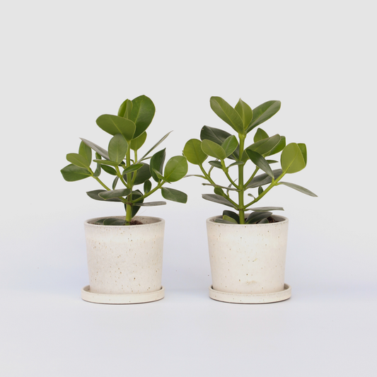 Clusia Narrfikus - Set Om 2 - Clusia Rosea 'Princess' - Höjd 25-35Cm - ⌀12Cm