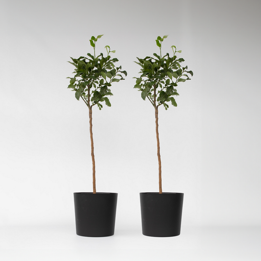 Florastore Blodapelsin - Set Om 2 - Citrus Aurantium Tarocco - Höjd 90-110Cm - ⌀19Cm