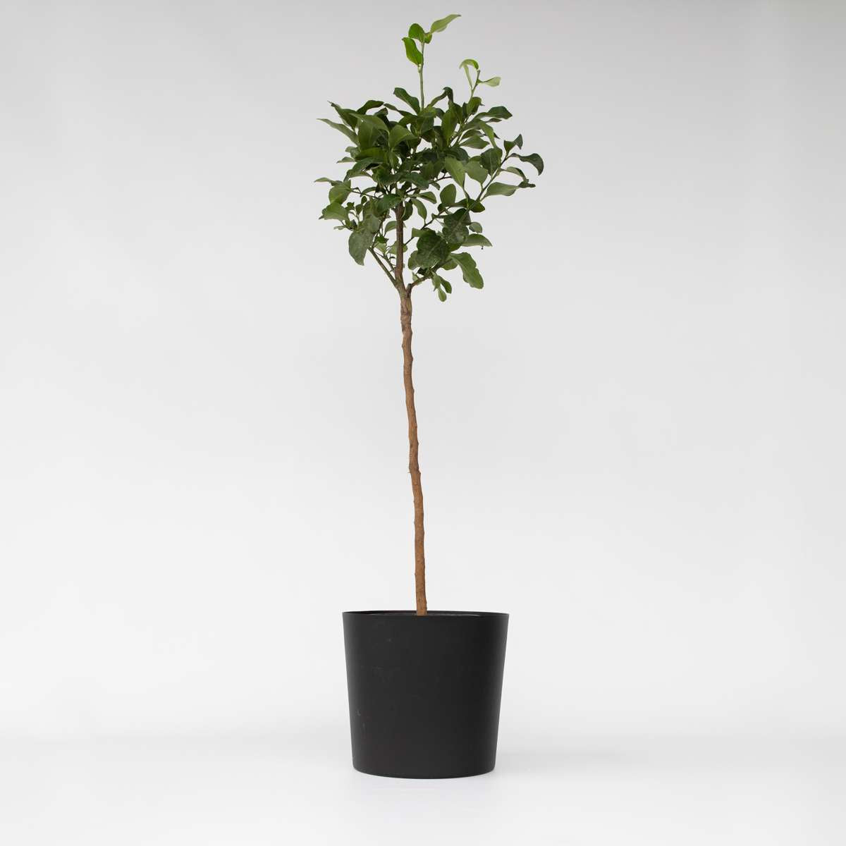 Florastore Blodapelsin - Citrus Aurantium Tarocco - Höjd 90-110Cm - ⌀19Cm