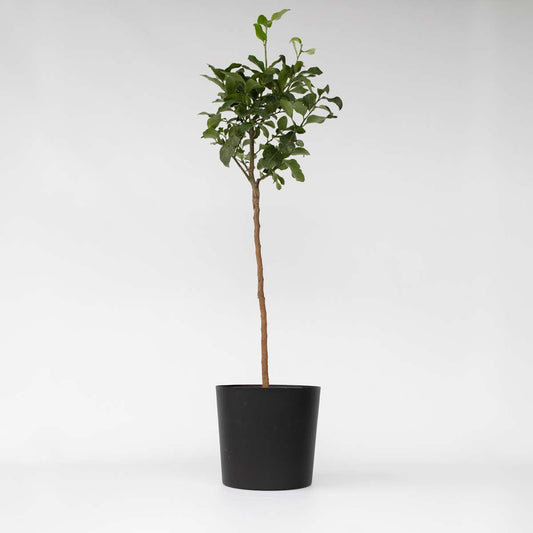 Florastore Blodapelsin - Citrus Aurantium Tarocco - Höjd 90-110Cm - ⌀19Cm