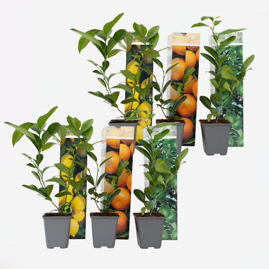 Florastore Citrusväxter - Set Om 6 - Citrus Limon - Höjd 25-40Cm - ⌀9Cm