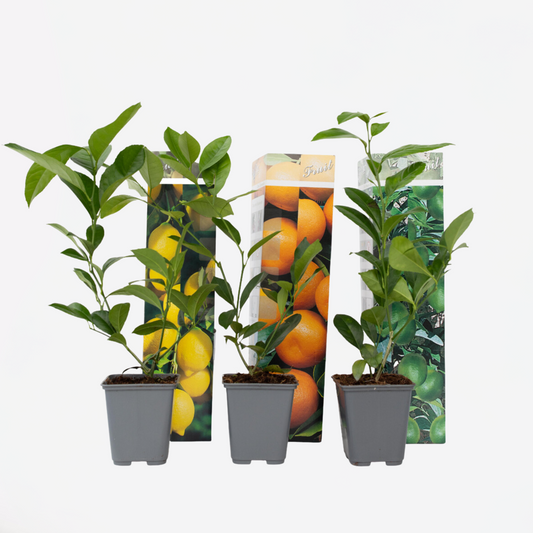 Fruit Trees Citrusväxter - Set Om 3 - Citrus Limon - Höjd 25-40Cm - ⌀9Cm