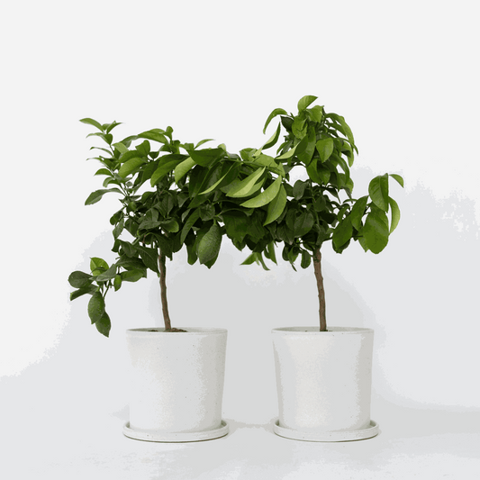 Florastore Citronträd - Set Om 2 - Citrus Limon - Höjd 60-70Cm - ⌀19Cm