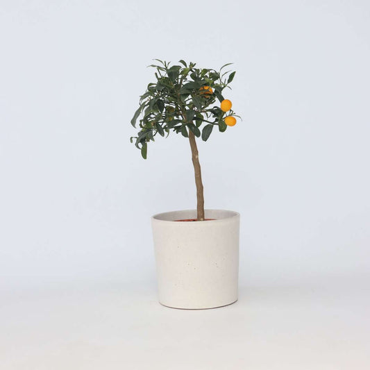 Florastore Dvärg Orange - Citrus Microcarpa Fortunella 'Kumquat' - Höjd 50-60Cm - ⌀19Cm