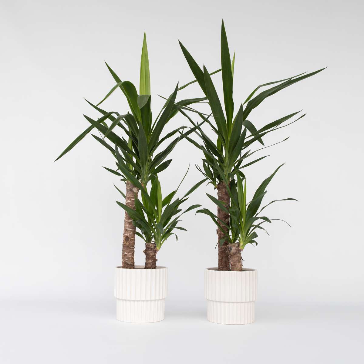 Florastore Jättepalmlilja - Set Om 2 - Yucca Elephantipes - Höjd 70-80Cm - ⌀17Cm