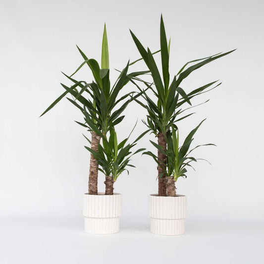 Out Of Category Houseplants Jättepalmlilja - Set Om 2 - Yucca Elephantipes - Höjd 70-80Cm - ⌀17Cm