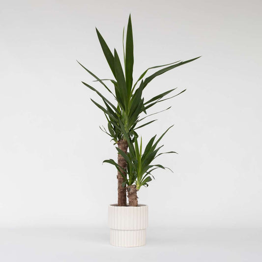 Florastore Jättepalmlilja - Yucca Elephantipes - Höjd 70-80Cm - ⌀17Cm