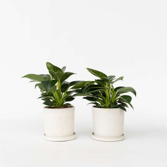 Florastore Filodendron - Set Om 2 - Philodendron 'White Wave' - Höjd 25-40Cm - ⌀12Cm