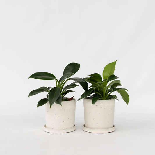 Florastore Filodendron - Set Om 2 - Philodendron 'Green Princess' - Höjd 20-30Cm - ⌀12Cm