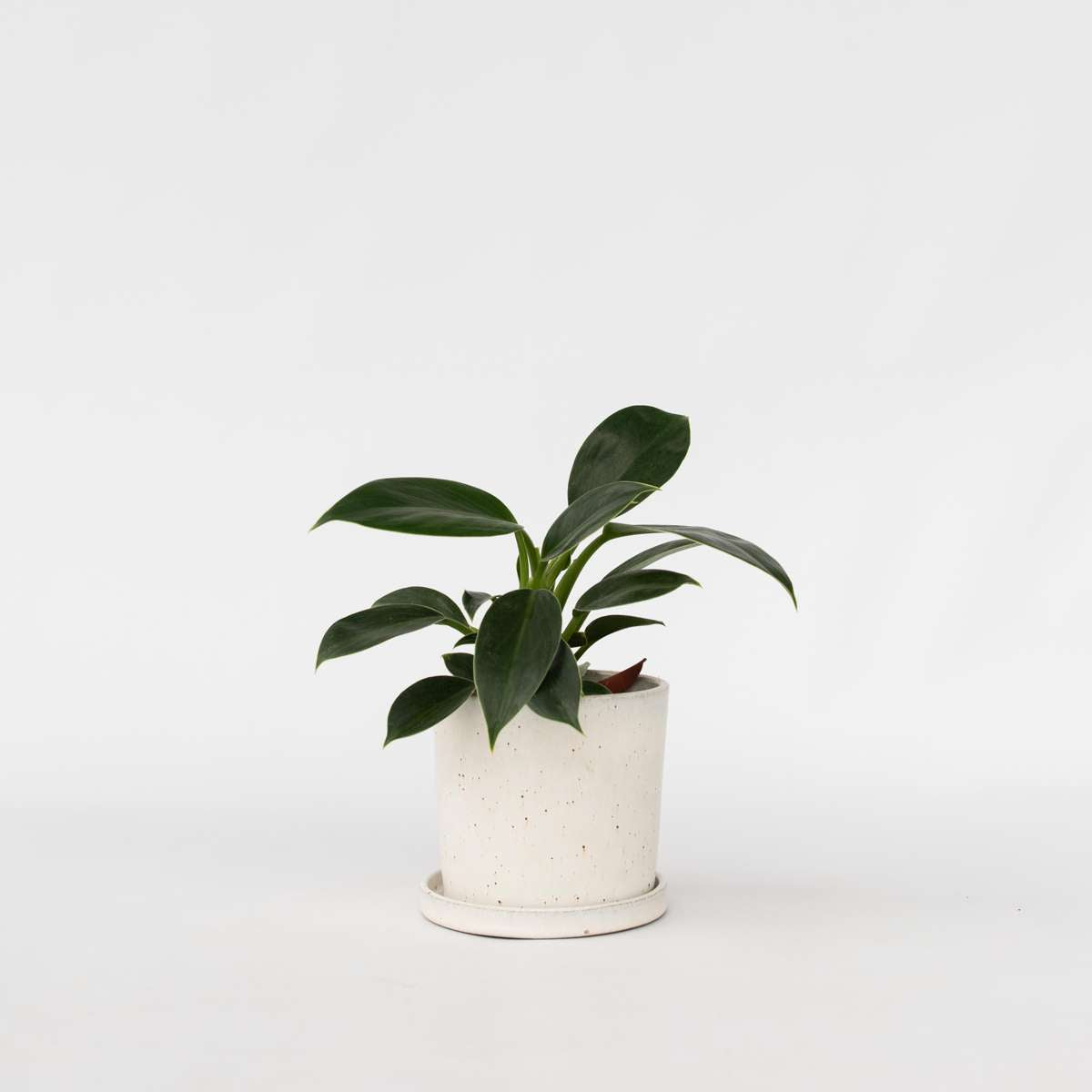 Florastore Filodendron - Philodendron 'Green Princess' - Höjd 20-30Cm - ⌀12Cm