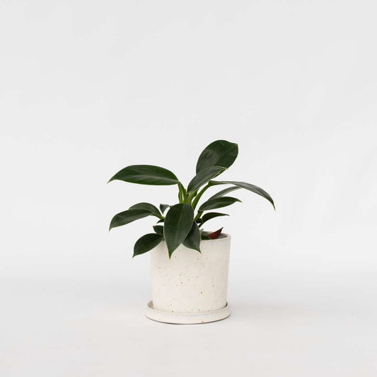 Florastore Filodendron - Philodendron 'Green Princess' - Höjd 20-30Cm - ⌀12Cm