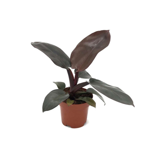 Florastore Filodendron - Philodendron 'Black Cardinal' - Höjd 20-30Cm - ⌀12Cm