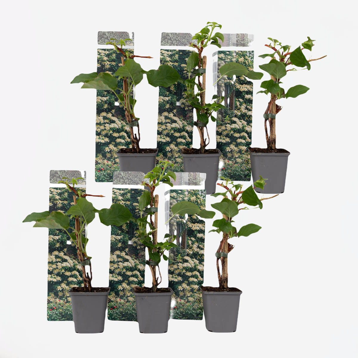 Florastore Hortensia - Set Om 6 - Hydrangea Anomale Petiolaris - Höjd 25-40Cm - ⌀9Cm