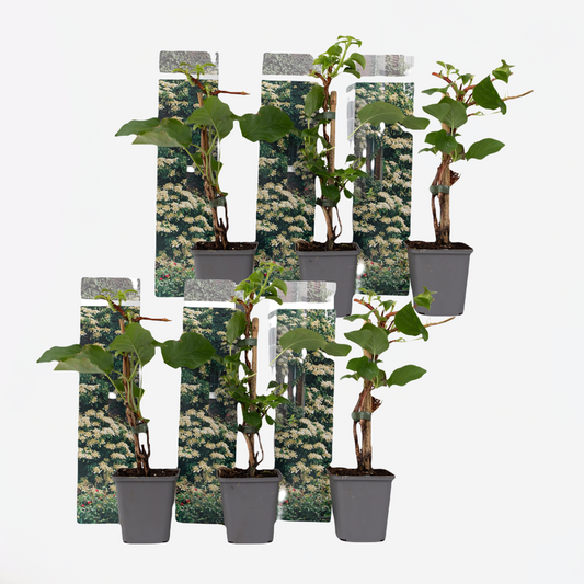 Florastore Hortensia - Set Om 6 - Hydrangea Anomale Petiolaris - Höjd 25-40Cm - ⌀9Cm
