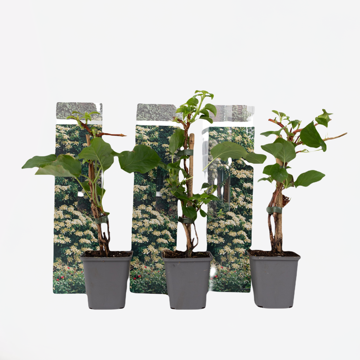 Florastore Hortensia - Set Om 3 - Hydrangea Anomale Petiolaris - Höjd 25-40Cm - ⌀9Cm