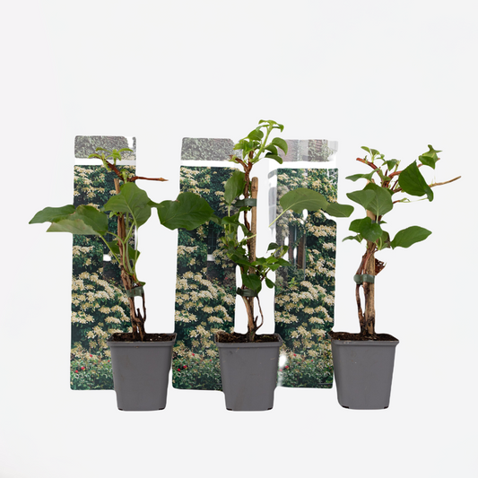 Florastore Hortensia - Set Om 3 - Hydrangea Anomale Petiolaris - Höjd 25-40Cm - ⌀9Cm