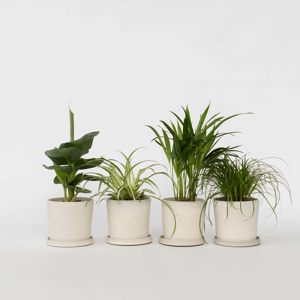 Florastore Djurvänliga Växter - Set Om 4 - Pet Friendy Mix - Höjd 25-40Cm - ⌀12Cm