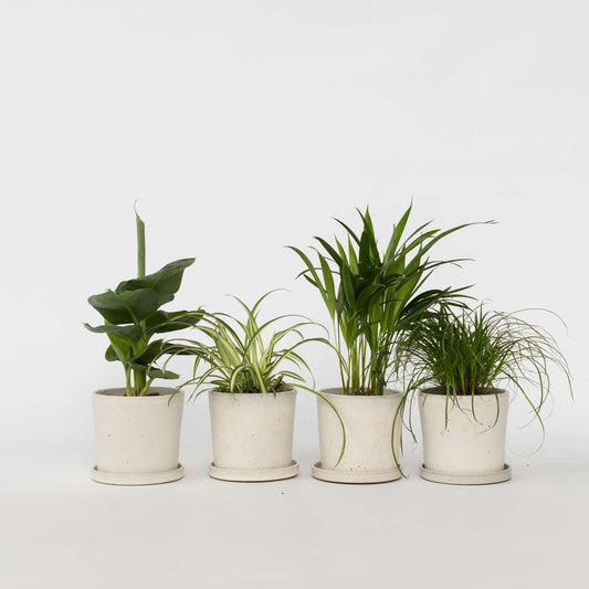 Florastore Djurvänliga Växter - Set Om 4 - Pet Friendy Mix - Höjd 25-40Cm - ⌀12Cm
