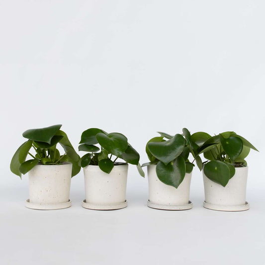 Florastore Peperomias - Set Om 4 - Peperomia Polybotrya - Höjd 20-30Cm - ⌀12Cm