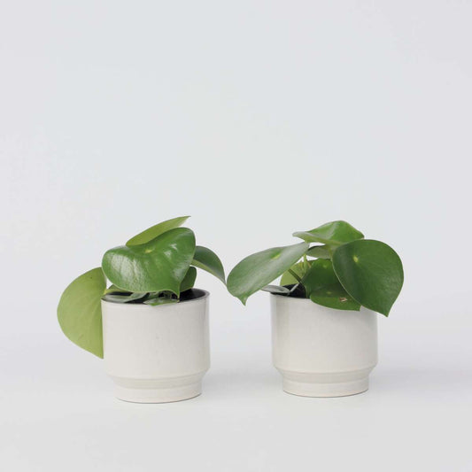 Florastore Peperomias - Set Om 2 - Peperomia Polybotrya - Höjd 20-30Cm - ⌀12Cm