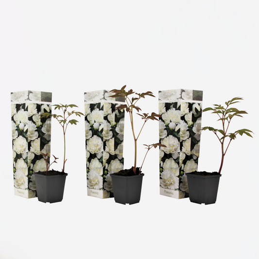 Florastore Pioner - Set Om 3 - Paeonia Officinalis 'Duchesse Nemours' - Höjd 0-40Cm - ⌀9Cm