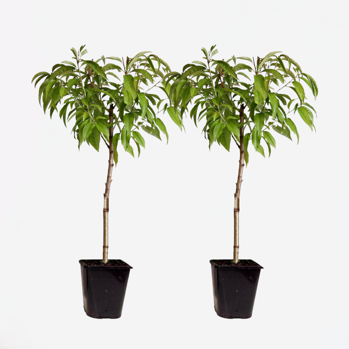 Florastore Persikaträd - Set Om 2 - Prunus Persica 'Saturne' - Höjd 60-70Cm - ⌀15Cm