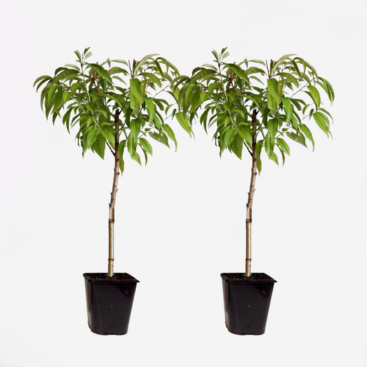 Florastore Persikaträd - Set Om 2 - Prunus Persica 'Saturne' - Höjd 60-70Cm - ⌀15Cm
