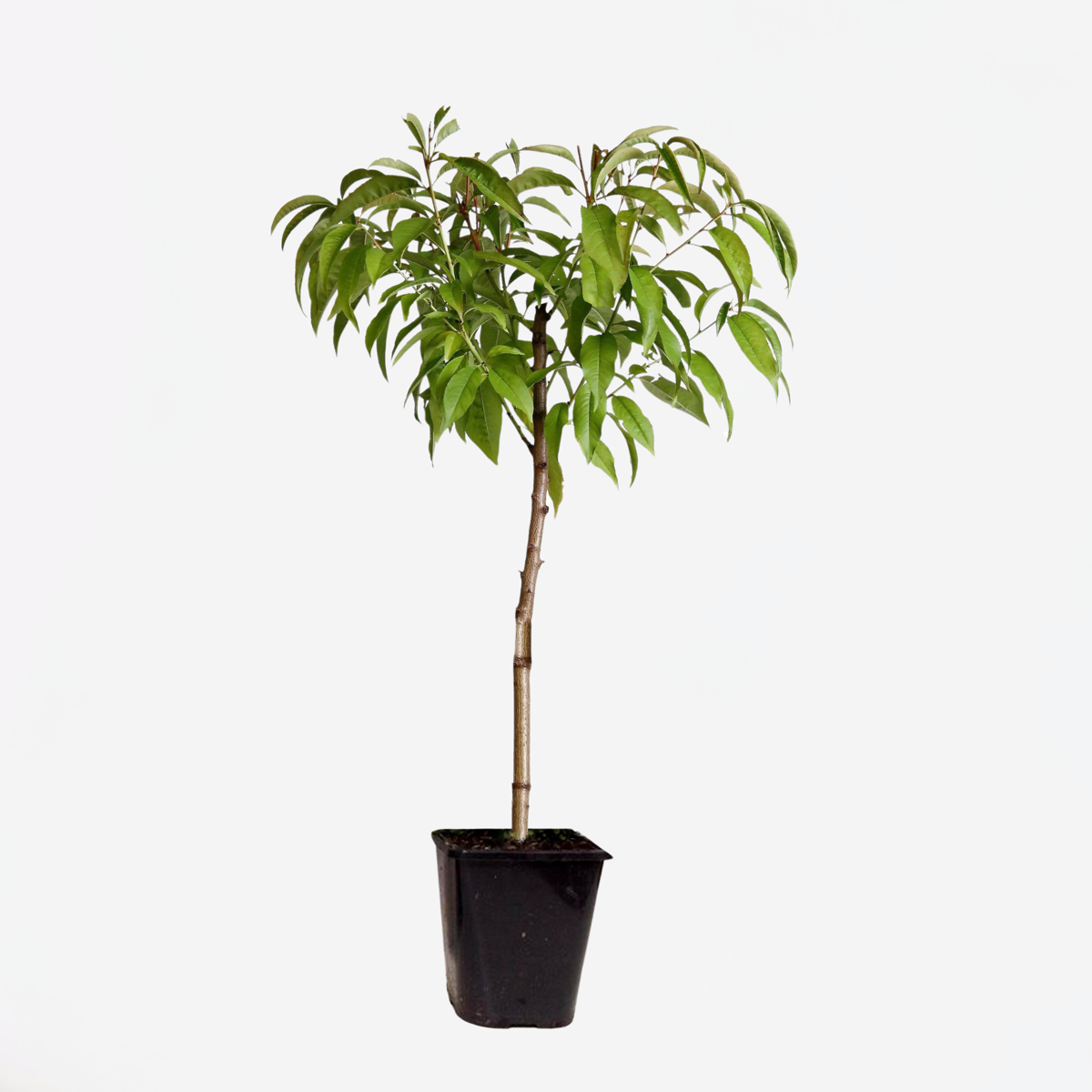 Florastore Persikaträd - Prunus Persica 'Saturne' - Höjd 60-70Cm - ⌀15Cm