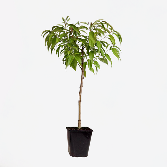Florastore Persikaträd - Prunus Persica 'Saturne' - Höjd 60-70Cm - ⌀15Cm