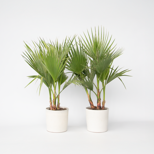 Florastore Fläktpalm - Set Om 2 - Washingtonia Robusta - Höjd 70-90Cm - ⌀21Cm