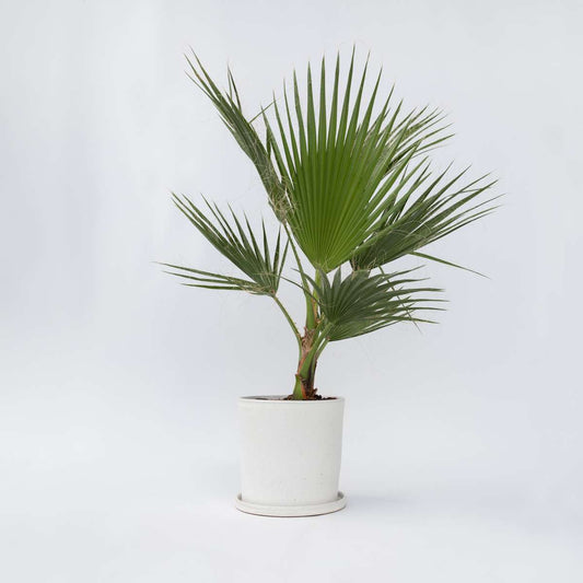 Florastore Fläktpalm - Washingtonia Robusta - Höjd 70-90Cm - ⌀21Cm