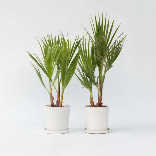 Out Of Category Garden Plants Fläktpalm - Set Om 2 - Washingtonia Robusta - Höjd 50-60Cm - ⌀15Cm
