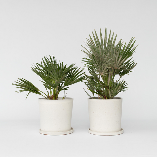 Florastore Europeiska Dvärgpalm - Set Om 2 - Chamaerops 'Vulcano' - Höjd 35-45Cm - ⌀19Cm