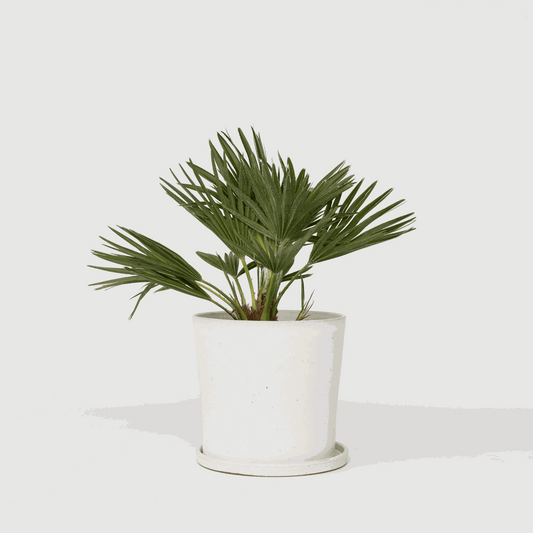 Florastore Europeiska Dvärgpalm - Chamaerops 'Vulcano' - Höjd 35-45Cm - ⌀19Cm