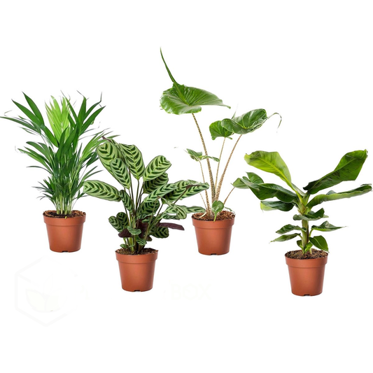 Other Green Houseplants Tropisk Blandning - Set Om 4 - Tropical Mix - Höjd 25-40Cm - ⌀12Cm