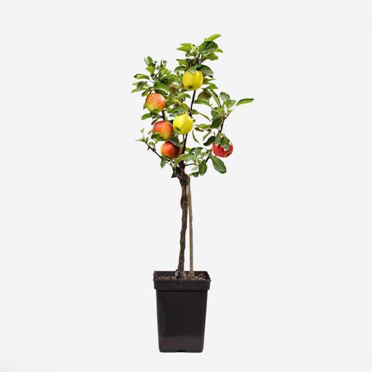 Florastore Äppelträd - Malus - Höjd 60-70Cm - ⌀17Cm
