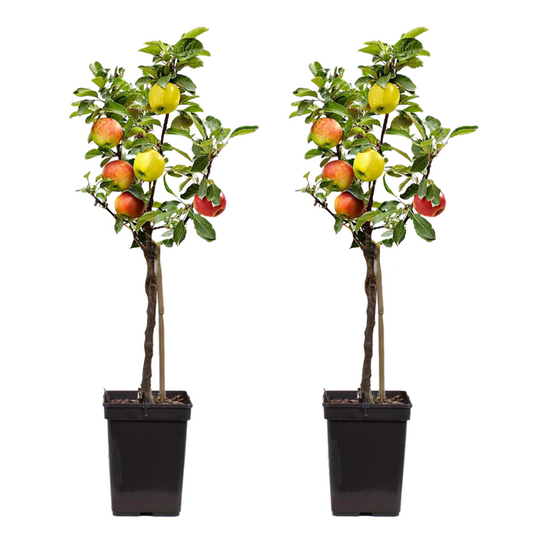 Fruit Trees Äppelträd - Set Om 2 - Malus - Höjd 60-70Cm - ⌀17Cm