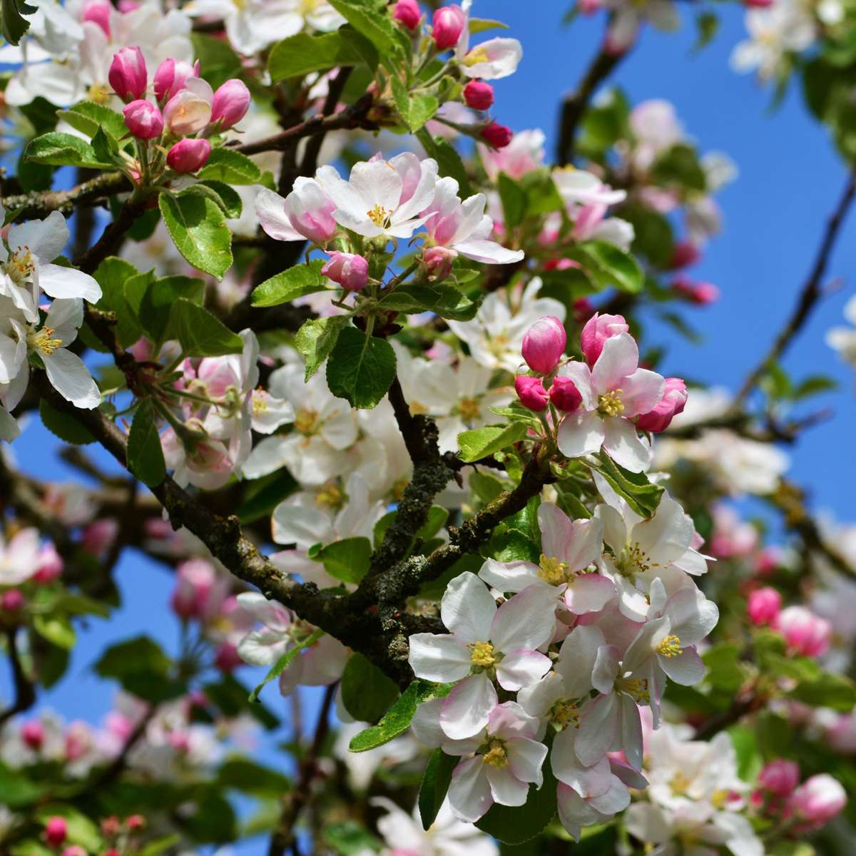 Fruit Trees Äppelträd - Set Om 2 - Malus - Höjd 60-70Cm - ⌀17Cm