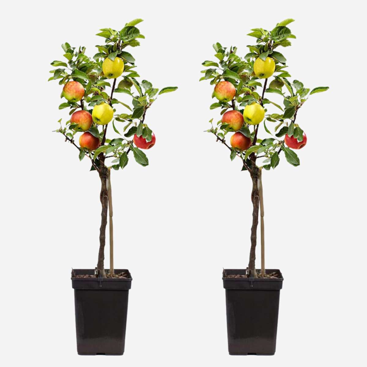 Fruit Trees Äppelträd - Set Om 2 - Malus - Höjd 60-70Cm - ⌀17Cm