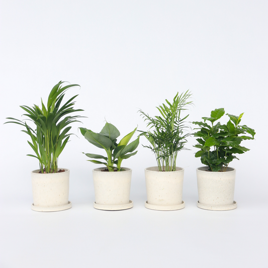 Florastore Trendig Mix - Set Om 4 - Dypsis, Cham., Coffea, Musa - Höjd 25-40Cm - ⌀12Cm