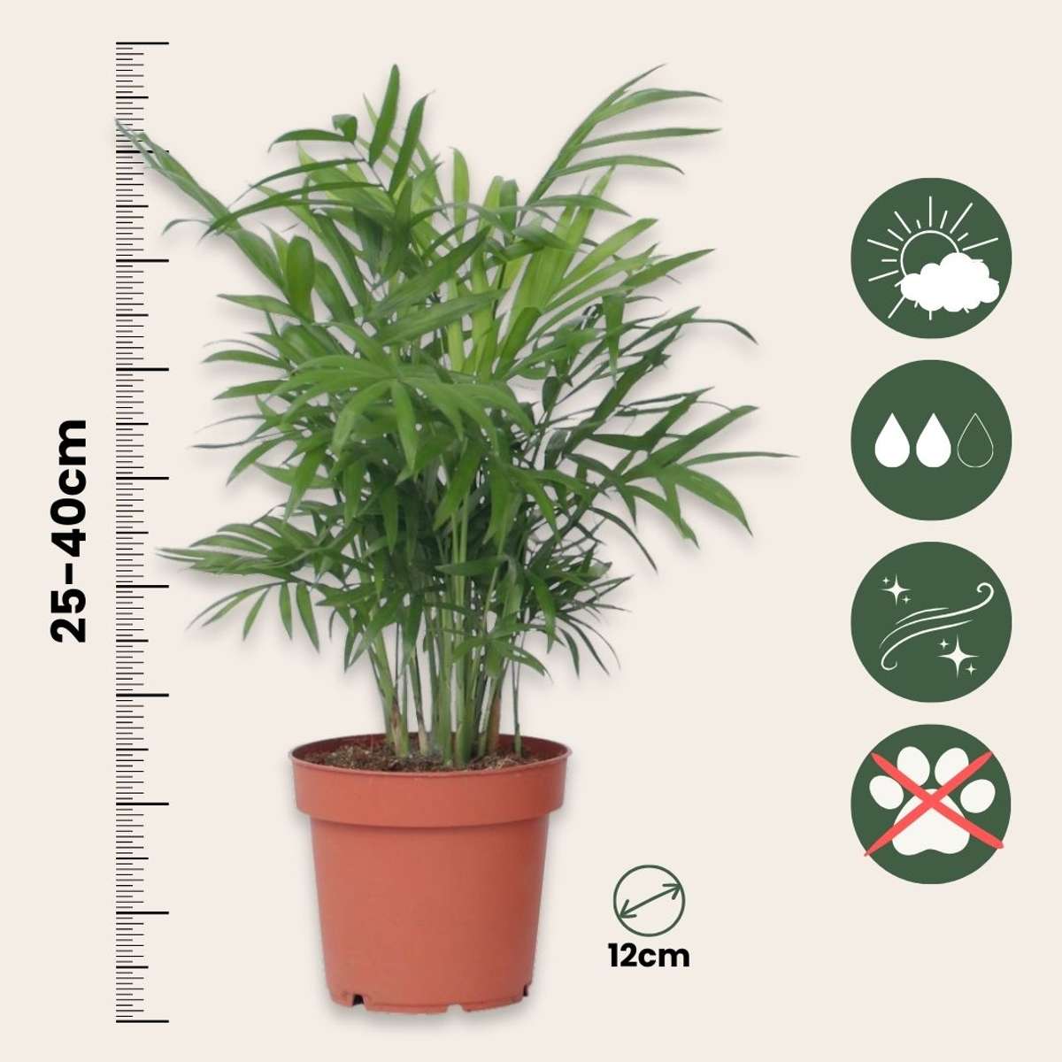 Other Green Houseplants Trendig Mix - Set Om 4 - Dypsis, Cham., Coffea, Musa - Höjd 25-40Cm - ⌀12Cm