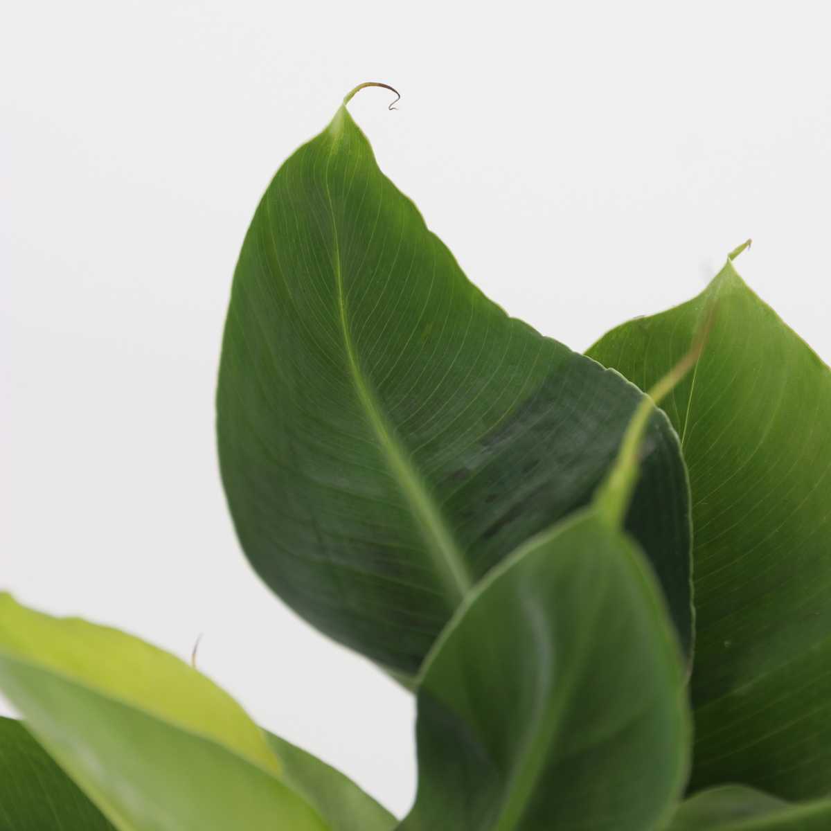 Other Green Houseplants Trendig Mix - Set Om 4 - Dypsis, Cham., Coffea, Musa - Höjd 25-40Cm - ⌀12Cm