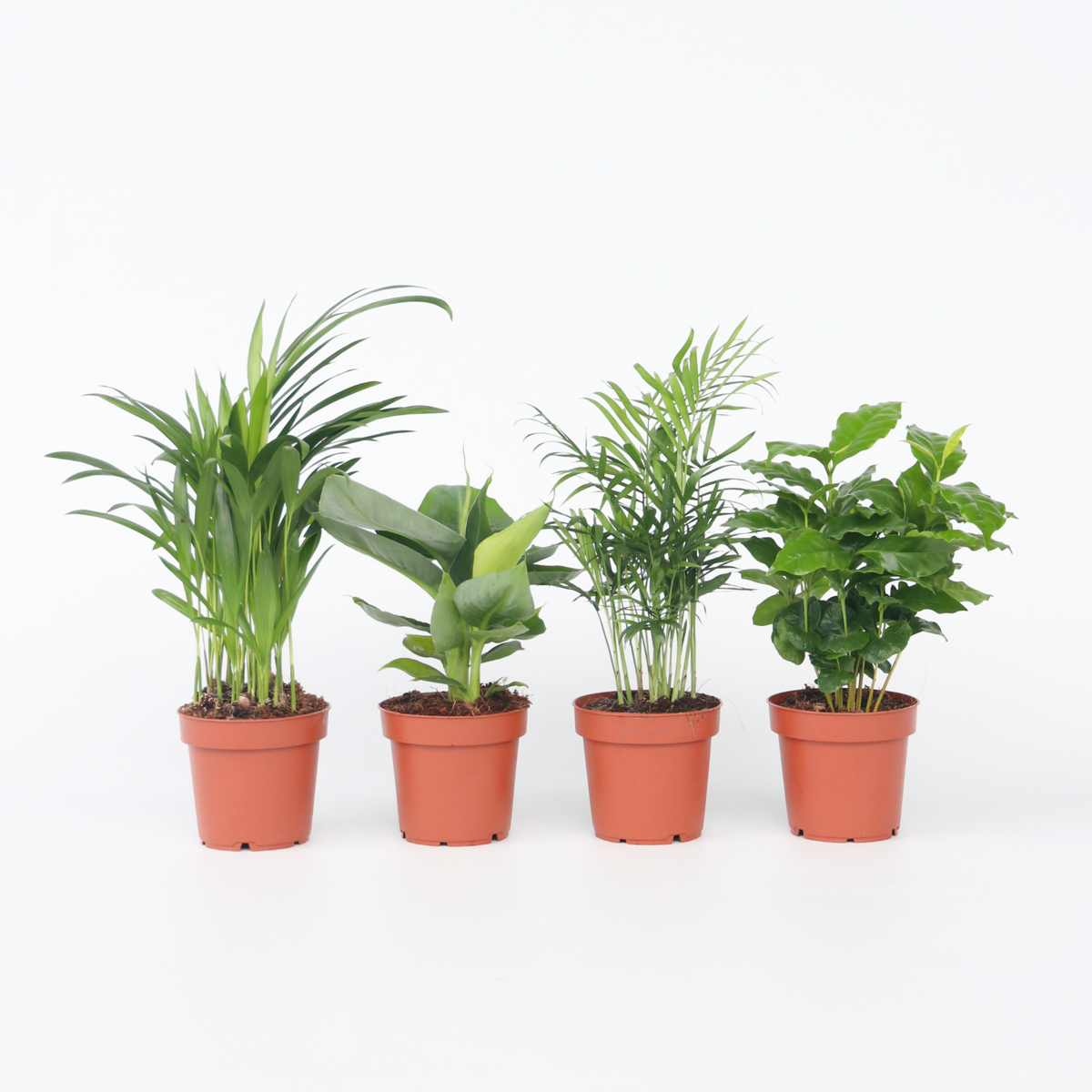 Other Green Houseplants Trendig Mix - Set Om 4 - Dypsis, Cham., Coffea, Musa - Höjd 25-40Cm - ⌀12Cm