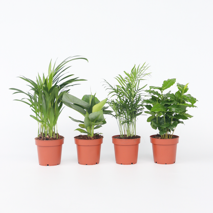 Other Green Houseplants Trendig Mix - Set Om 4 - Dypsis, Cham., Coffea, Musa - Höjd 25-40Cm - ⌀12Cm
